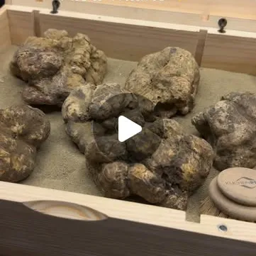 Weisse Alba-Trüffel in der Holzkiste, Reel auf Instagram