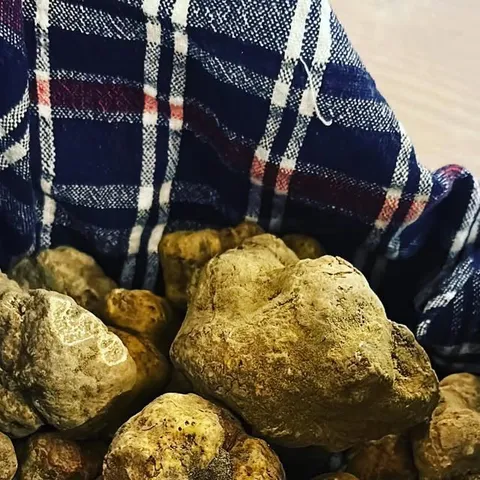 Tuber Magnatum Pico, frische weisse Trüffel, Beitrag auf Instagram