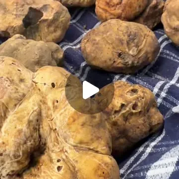 Frische weisse Trüffel aus Acqualagna, Reel auf Instagram