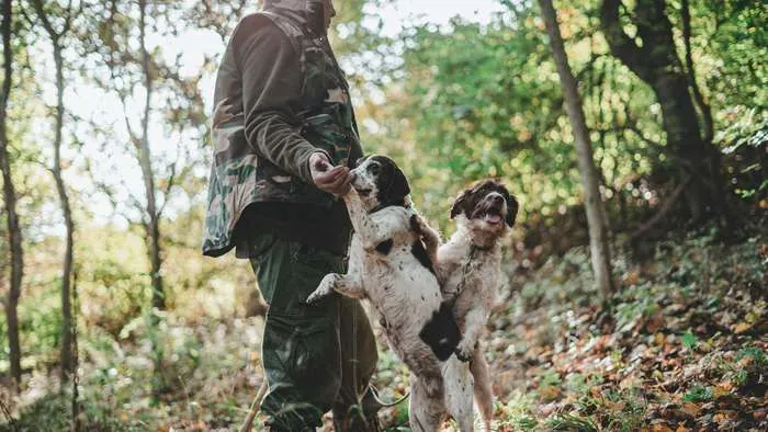 Trüffeljagd in Italien — Trainer und Trüffelhund als Team bei der Suche