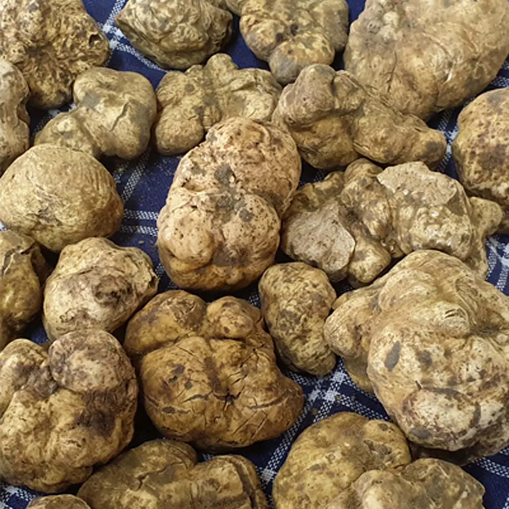 Frische weisse Trüffel auf einem karierten Tuch