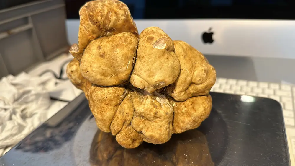 Grosser weisser Trüffel Tuber Magnatum Pico auf der Waage